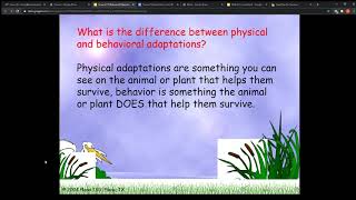 Behavioral Adaptations