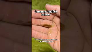 I’m breeding common goldfish now!