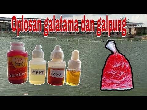 mancing-mania-!-oplosan-galatama-dan-galapung-ikan-mas-target-induk-dan-total.