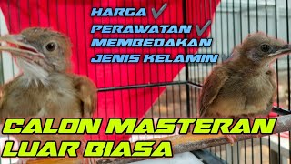 CARA MERAWAT ANAKAN BURUNG CUCAK JENGGOT DAN MEMBEDAKAN JENIS KELAMIN JANTAN DAN BETINA