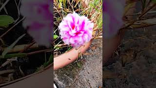 Phool Gulab KaPari makeup studio & academyhttps://cscan.co/5fgb3EQ3YY