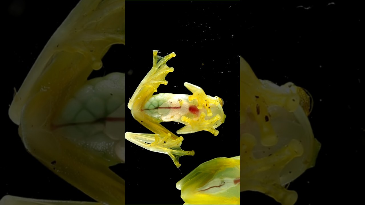 “Exploring Glass Frogs of South and North America”. 