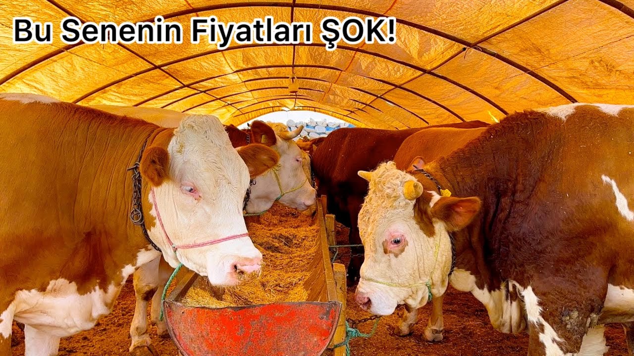 İzmir Sarnıç Kurbanlık Pazarı 2025 - Bu Senenin Fiyatları Şok Etti!