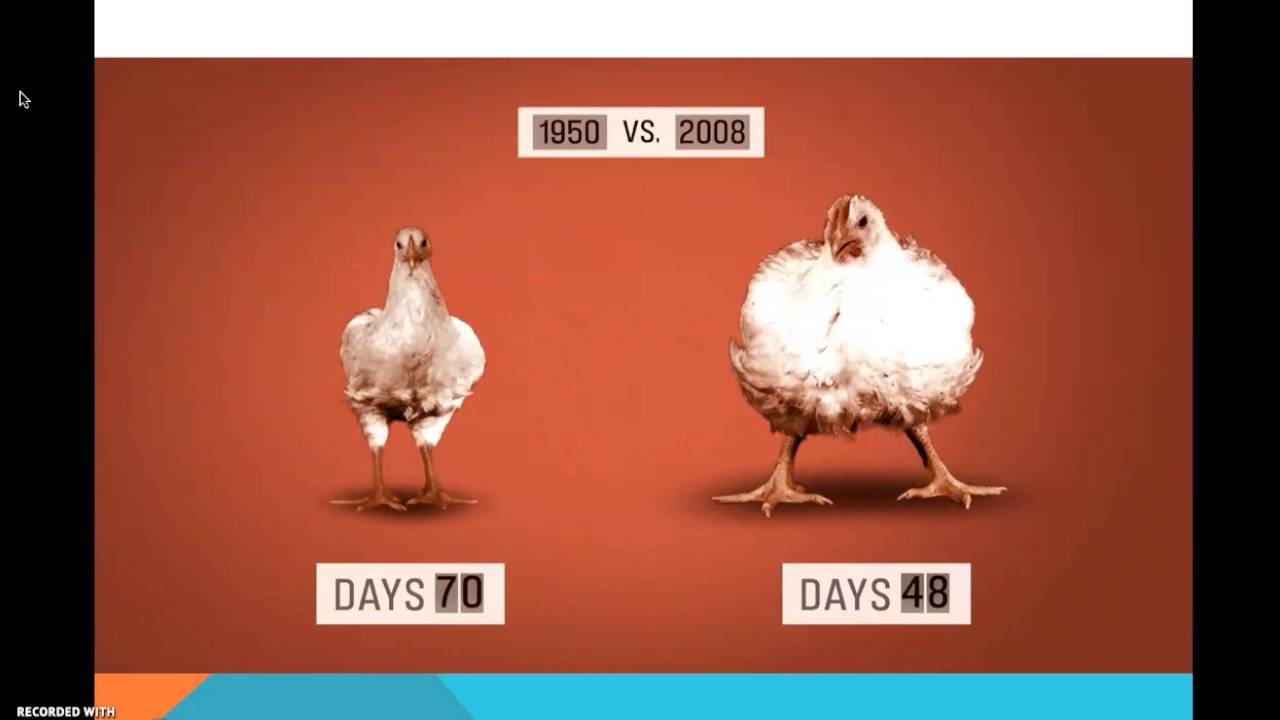 Food Inc. Evaluation Revised YouTube