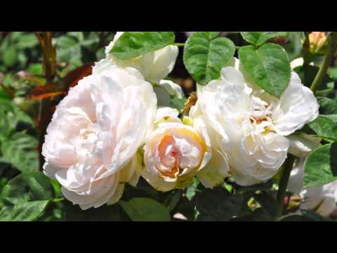 DAVID AUSTIN ROSES in California - YouTube