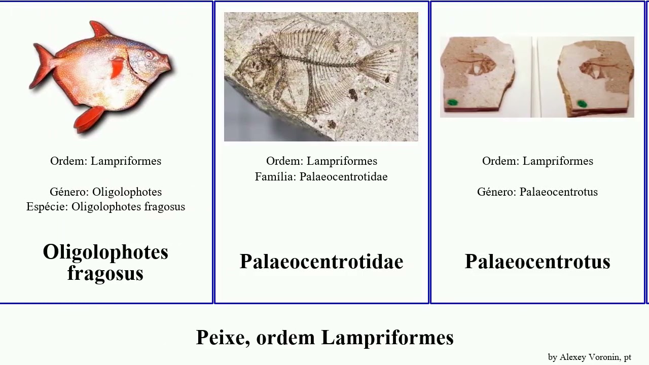 Peixe, ordem Lampriformes fish elegans cristatus Regaleco capellei Oligolophotes fragosus fiski