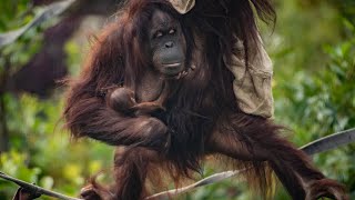 Critically endangered orangutan born at Chester Zoo