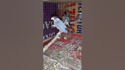 Grey Java Breeder Pair | Fawn Java Colony | Fawn Colony #fawnjava #fawn #fawns #javacolony #java