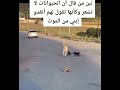 اصحو يا بشر وخافو علي اولادكم الكلابه هتموت من الخوف علي اولاده وحزينه علي ابنها اللي مان اصحو يا بشر وخافو علي اولادكم الكلابه هتموت من الخوف علي اولاده وحزينه علي ابنها اللي مان