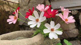 ABC TV | How To Make Cosmos Paper Flower With Crepe Paper #3   Craft Tutorial