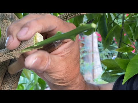 Multi-Grafted Fruit Trees! Avocado, Citrus & Guava Varieties