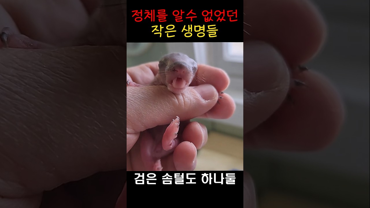 버려진 새끼들을 데려온 남성