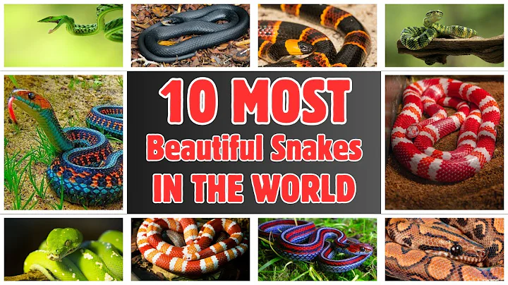 10 Most Beautiful Snakes in the World 🐍 | Stunning & Colorful Snake Species