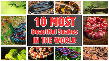 10 Most Beautiful Snakes in the World 🐍 | Stunning & Colorful Snake Species