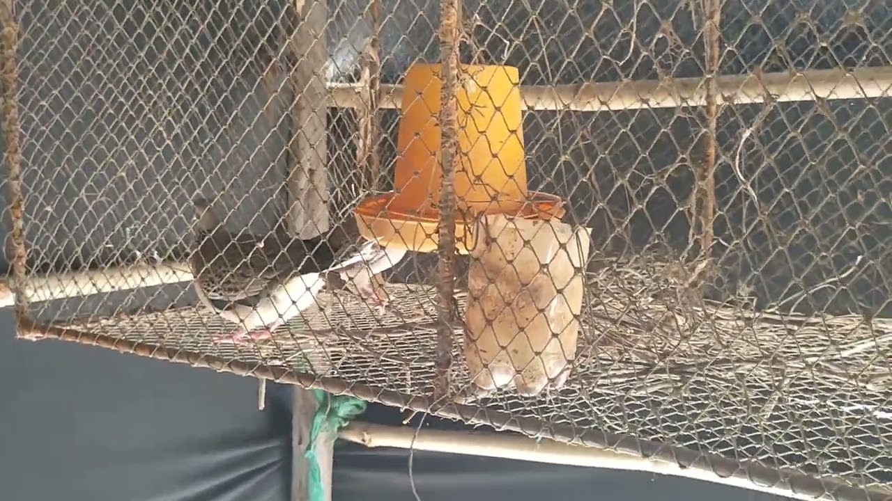 របៀបបង្កាត់លលក@លលកធ្នាក់ខ្មែរ@លលក@លលកធ្នាក់