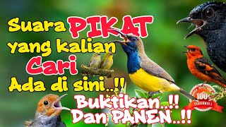 YANG DI CARI TUKANG PIKAT || SUARA BURUNG RIBUT || PASTI PANEN..‼️#viral #birds #birdsounds #burung 