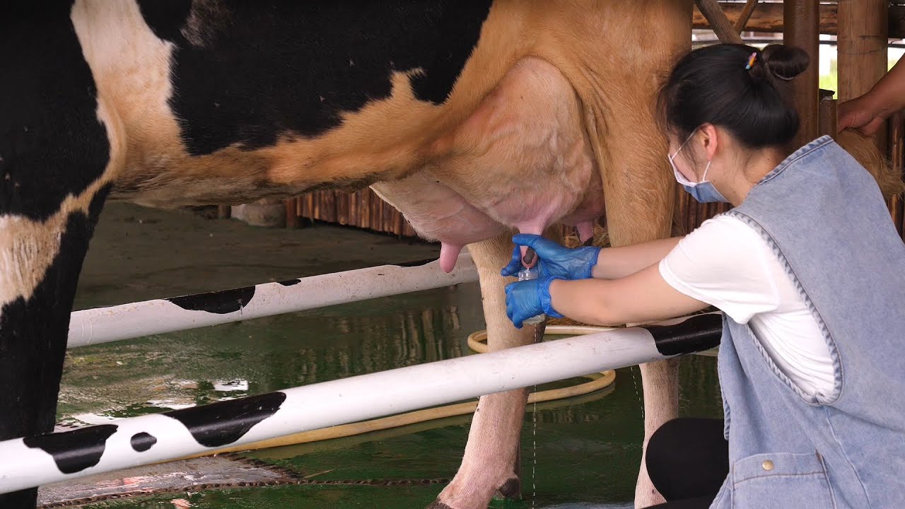 给奶牛挤奶你见过吗 妙招姐现场试了一下 没想到这么好玩 Youtube