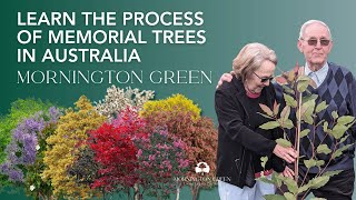 The Process Of Memorial Trees | Turning Cremated Ashes Into Living Legacy Trees