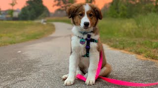 The First Six Months of a Rough Collie Bernese Mountain Dog Puppy