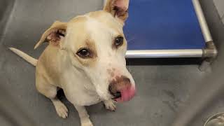 acs A603312