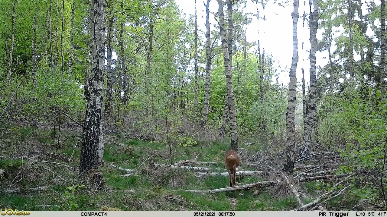 UOVision Compact LTE/4G 20mp Cloud. Roebuck food seeking in the morning. Date:2021-05-21