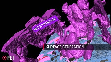 FEI VSG Amira Heart Muscle 3D visualization and analysis