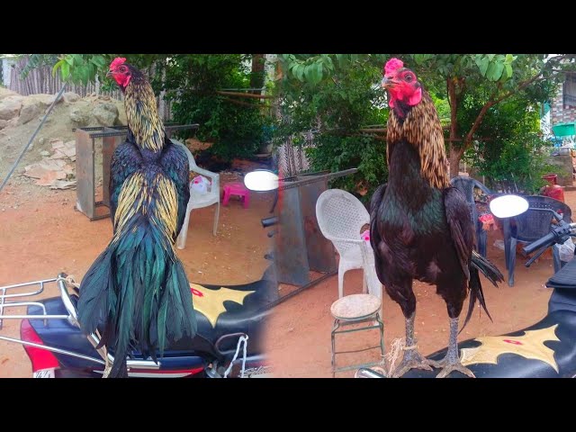 Parrot Beak Aseel Rooster Collection Breeding Best Aseel class=