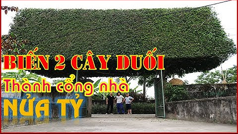 BIẾN 2 CÂY DUỐI THÀNH CỔNG NHÀ NỬA TỶ (Làng quê ký sự)