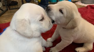 LIVE STREAM Puppy LOVE! 6 Adorable Labrador Retrievers - 3 Weeks old - Feb 14 Part 3