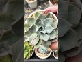 [多肉植物geee]ジュピター^_^ #succulent #geee #plants #garden #ベランダ多肉 #タニパト #gardening