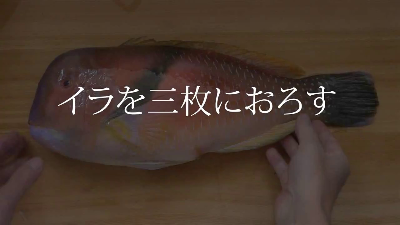 イラ 伊良のさばき方 刺し身用 動画付き 旬の魚介百科