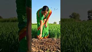 kishan ki mehnat #VillageLife #OldVillageLife#GraminJeevan #RuralIndia#IndianVillage#TraditionalLife