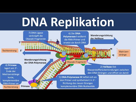 Video: Was wird benötigt, um einen neuen DNA-Strang zu synthetisieren?