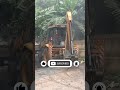 How GSB Roads Are Built in Indian Villages | Cost &amp; Labour Estimate for 100m