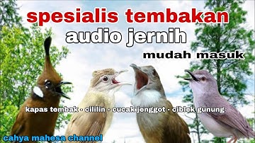 MASTERAN AUDIO JERNIH Kapas Tembak - Cililin - Cucak jenggot - Ciblek gunung