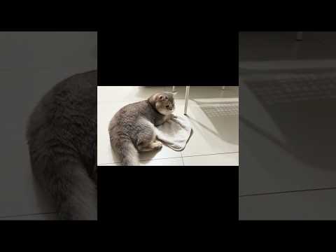 1 year old cat Pepper hugging playing blanket towel on floor