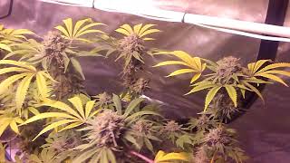 Harvest day 63 flower