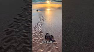 The Facts About Baby Sea Turtles #shorts #seaturtles #babyseaturtle