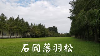 [藍迪愛飛翔(4K)#137]20211120_台中|石岡|石岡落羽松(空拍)
