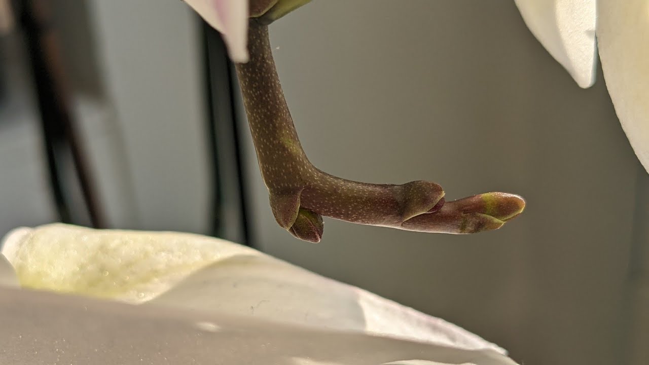 Hastes florais que estão continuando a floração após todos botões estarem abertos 🥰