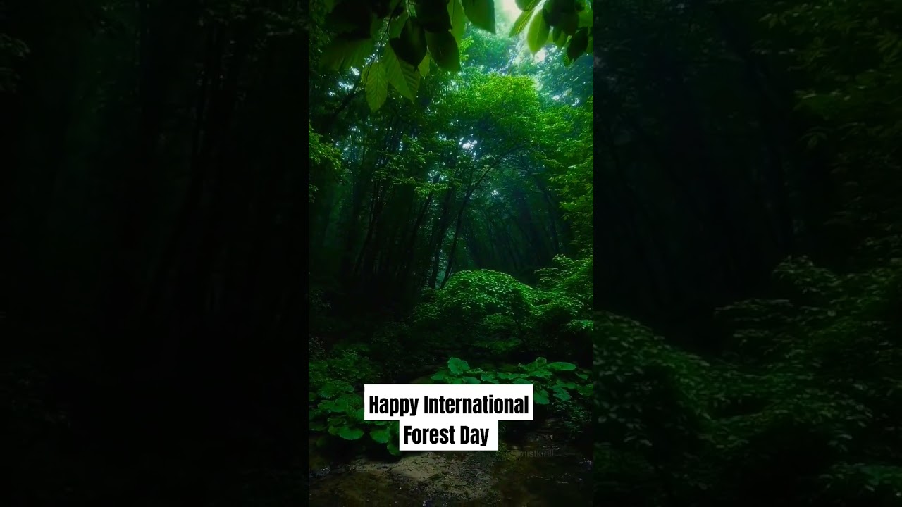 International Forest Day 