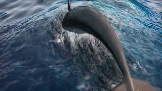 Maali Sihina Kumari   Dj Adrian Reid   Afrohouse Remix