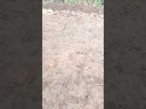##Gym ##shorts ##viral please subscribe