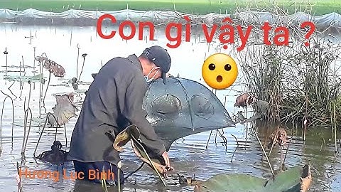 THẢ BÁT QUÁI 8 CỬA BẮT TÉP, CÁ ĐỒNG MÙA MƯA GIÓ.#THẢ LƯỚI  #BÁT QUÁI #BẮT CÁ #TÉP ĐỒNG.