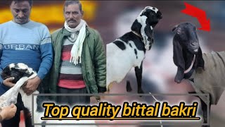 Top Quality Bittal Bakri Our Bakra