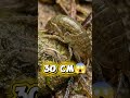 4000m ஆழத்தில் 😱 24 புதிய உயிரினங்கள் கண்டுபிடிப்பு! #Shorts #Viral #Trending