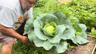 First Haul of the Season: Fresh Cabbage & Zucchini
