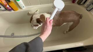 Give me a bath that’s fine but this bulldog always gets her revenge! by Tia English Bulldog 40 views 3 months ago 31 seconds