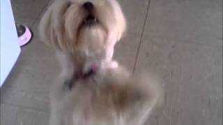 Beyonce - Who Run The World Daisy