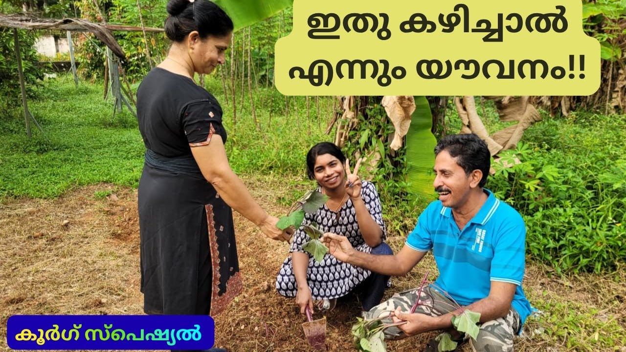 ഇതു കഴിച്ചാൽ എന്നും യൗവനം!! / Coorg Special / Sweet Potato Cultivation